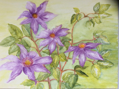 Dorothy, Clematis, watercolour.JPG